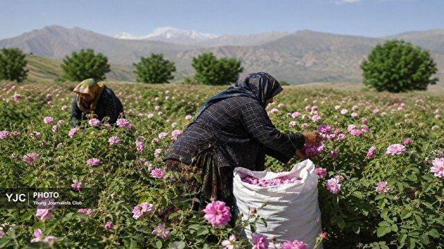 لرستان؛ قطب نوظهور تولید گل محمدی در کشور