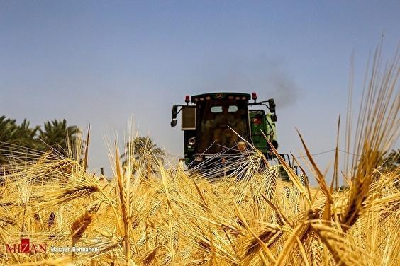 آسیب‌های تاخیر در پرداخت مطالبات گندم‌کاران؛ از فشار مضاعف بر کشاورزان تا احتمال هدایت محصول به بازارهای غیررسمی