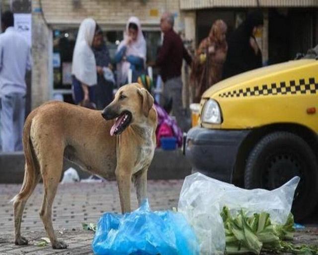 خراسان رضوی پایلوت طرح نوین پیشگیری از هاری شد