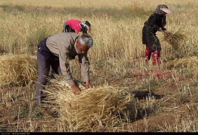 مجموع پرداخت مطالبات گندم‌کاران به ۴۱ همت رسید
