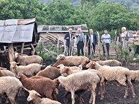 حمایت از ۹ هزار دامداری سنتی مازندران؛ خط قرمز جهاد کشاورزی
