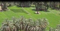 شالی کاری در زادگاه خورشید ایران