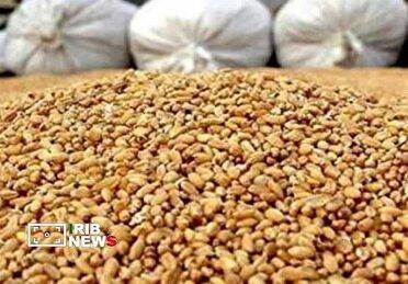 کشف ۱۷۰ تن نهاده دامی و کود شیمیایی احتکار شده در قم
