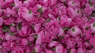 برداشت گل محمدی در کبودراهنگ