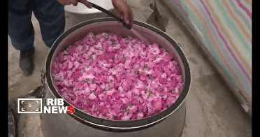 روستای شرگه بانه میزبان جشنواره گلاب گیری