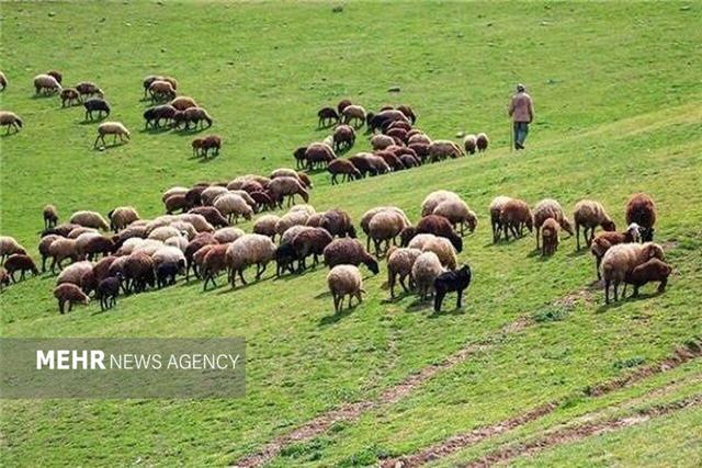 تمام مراتع کشور باید طرح مرتعداری داشته باشند