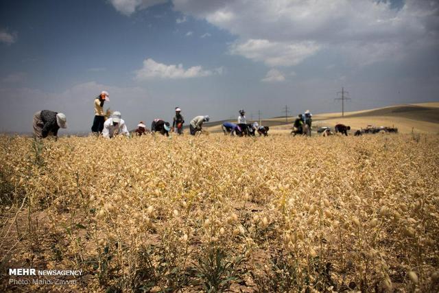 کنترل بیولوژیک آفات، راهبردی مؤثر برای حفاظت از مزارع نخود لرستان