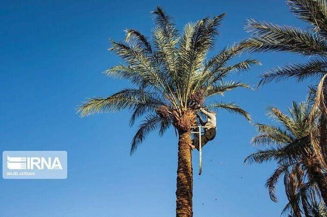 طرح مبارزه با آفت کنه تارتن در نخلستان‌های خرمشهر کلید خورد