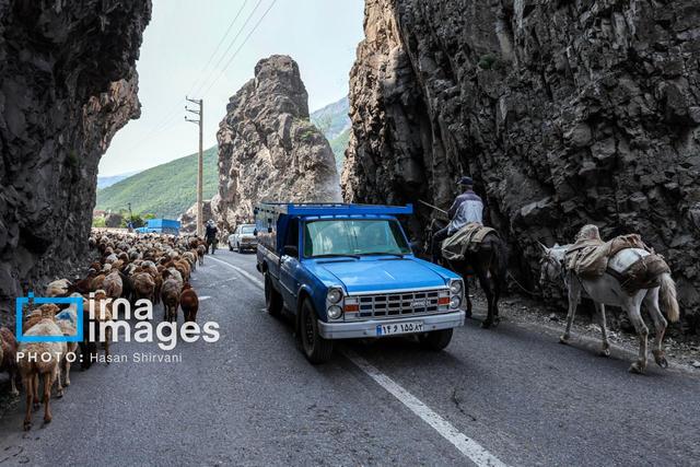 انسداد موقت جاده چالوس و آزادراه تهران_شمال به دلیل عبور احشام