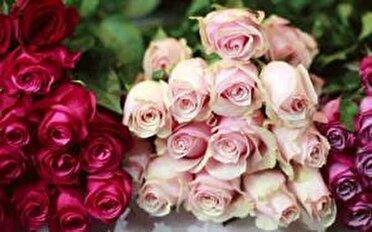 تولید ۲۲۵ هزار شاخه گل رز در خراسان جنوبی
