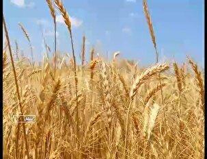 برداشت خوشه‌های طلایی گندم در خراسان شمالی