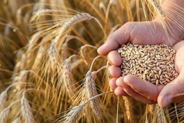 ۲۲ مرکز خرید تضمینی گندم در قزوین آماده تحویل محصول کشاورزان شد