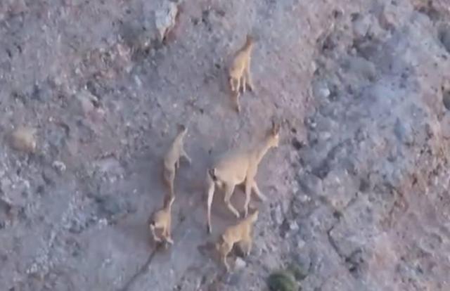 چهارقلوزایی بز وحشی در منطقه سبزکوه
