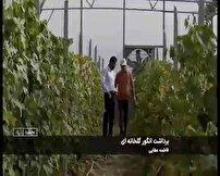 برداشت انگور سیاه از گلخانههای خراسان شمالی