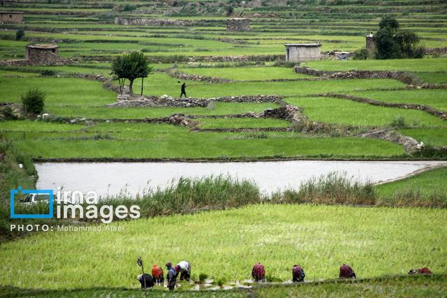 توصیه جهاد کشاورزی به شالیکاران مازندران برای مبارزه با آفات برنج
