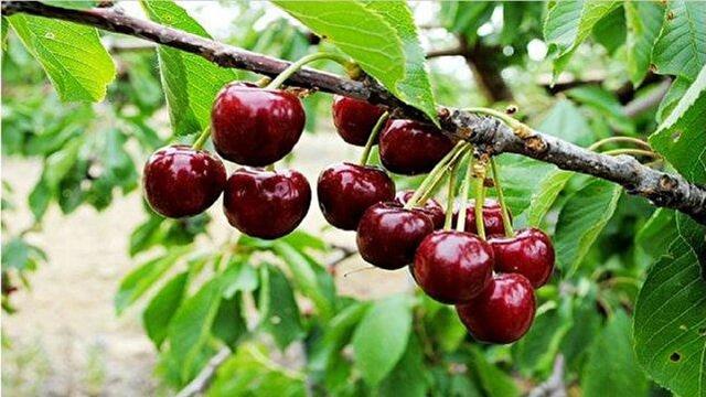 رنگ سرخ رونق برشاخه‌های کردستان؛ پیش‌بینی برداشت ۳۳ هزار تن گیلاس و آلبالو