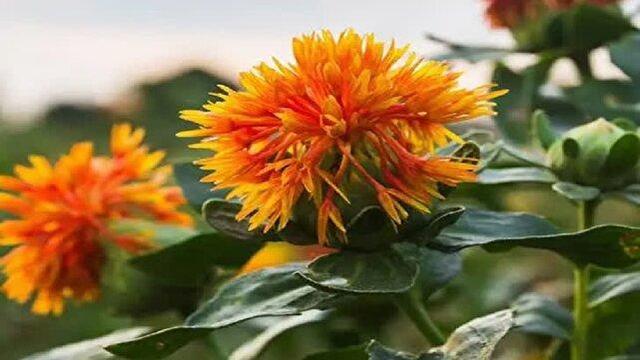 پرش ۳.۲ برابری گلرنگ در فارس؛ سیاست حمایتی که کشاورزان را ۳ برابر کرد