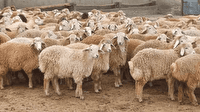 اختصاص ١۵٧ میلیارد تومان تسهیلات برای فعالسازی واحدهای پرواربندی در خراسان جنوبی