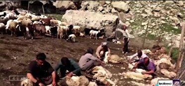 با آغاز گرما؛ گوسفندان؛ لباس زمستانی اشان را بایگانی کردند