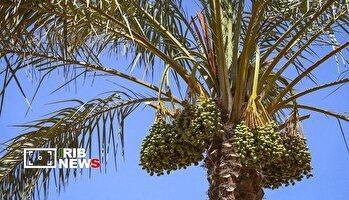 فصل دلاویز نخل‌های جنوب