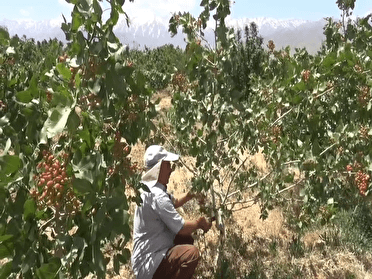 کشت بیش از ۱۴۰ هکتار پسته در نهاوند