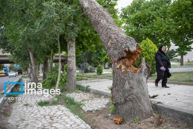 وزش باد در زنجان شدید می‌شود