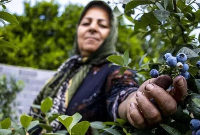 مزارع بلوبری؛ طعم تازه‌ای از کشاورزی نوین در مازندران
