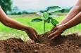 کاشت نهال، حکم سبز قضایی برای یک متخلف در باغملک