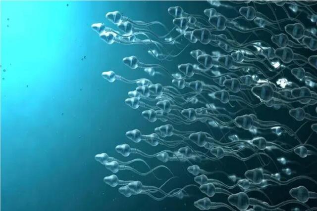چرا برخی مردان نابارور می‌شوند؟ دانشمندان به سرنخ تازه‌ای رسیدند