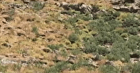 کوه قارون؛ مقصد تازه گردشگران ماجراجو