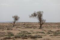 سالانه ۴ میلیون هکتار مرتع احیا می‌شود