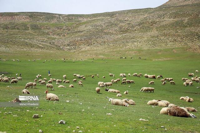 شناسایی یک هزار و ۵۰۰ هکتار اراضی مستعد طرح بیومکانیکی در البرز