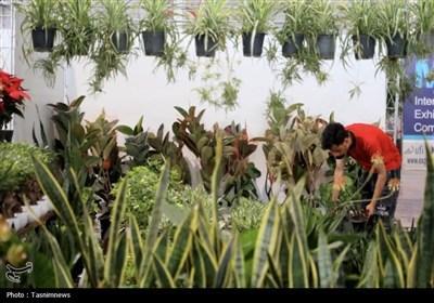لوکس شدن گل و گیاه در اصفهان؛کاهش سرانه مصرف و نگرانی از رکود بازار