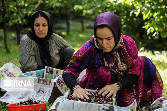 کاهش ۲۰ درصدی تولید گیلاس در اشنویه؛ برداشت امسال به ۴ هزار تُن می‌رسد