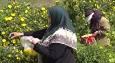 روز‌های پایانی برداشت گل زرد در تویسرکان