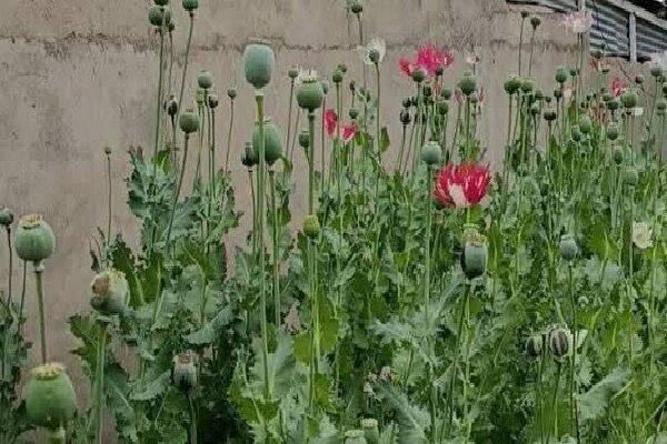بریم خشخاش بکاریم»؛ چرا این جمله به سوژه داغ کاربران ایرانی تبدیل شد؟