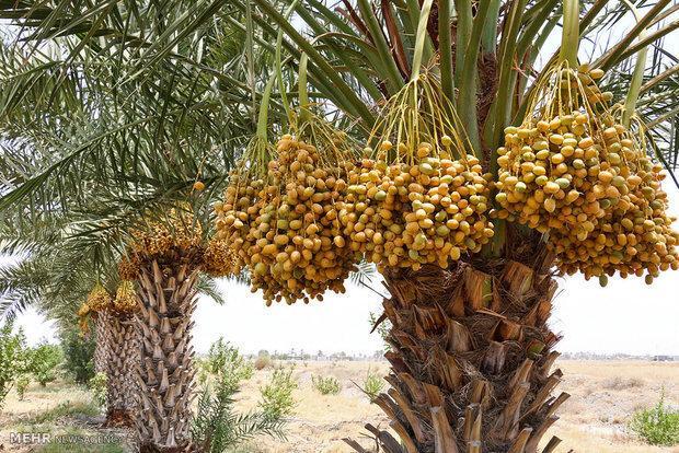 کشاورزی بوشهر نیازمند تکمیل زنجیره ارزش؛ صنایع تبدیلی تقویت شود