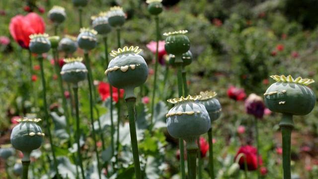 خشخاش؛ گل زیبای پرحاشیه