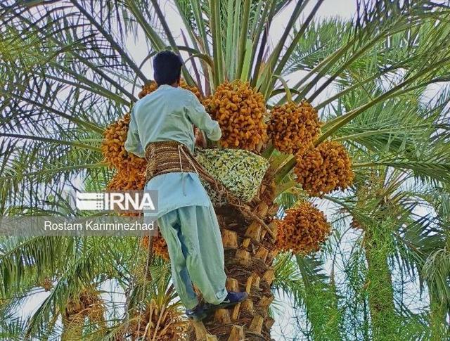 «مَچ‌بند»؛ میراث ماندگار نخلداران بلوچ برای طلای شیرین ایران