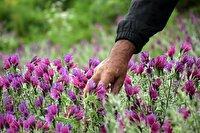 شهرک صنعتی دارویی بیضا؛ مقصد سرمایه‌گذاری در فارس