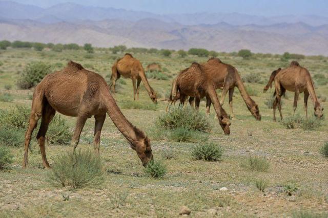 شترداری در خاش؛ ظرفیت بومی برای رونق تولید در دل خشکسالی