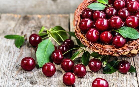 پیش‌بینی برداشت ۳۳ هزار تن گیلاس در استان آذربایجان‌غربی