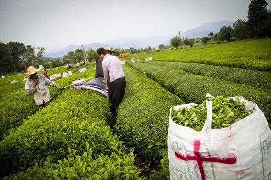 پرداخت مطالبات چایکاران از هفته آینده