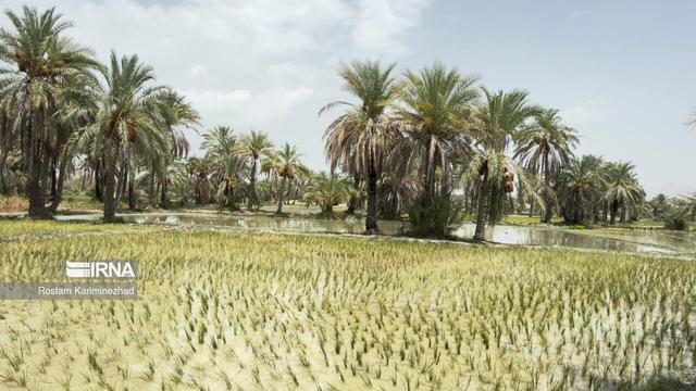 فیلم | قصرقند؛ سرزمین شالیزارهای سبز سیستان وبلوچستان