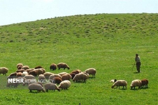 ارزش علوفه مراتع اصفهان به ۶ هزار میلیارد تومان می‌رسد