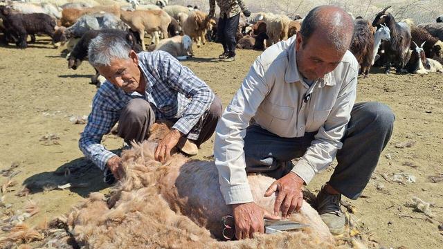 فرآوری پشم در ایلام ۵۰ برابر ارزش افزوده ایجاد می‌کند