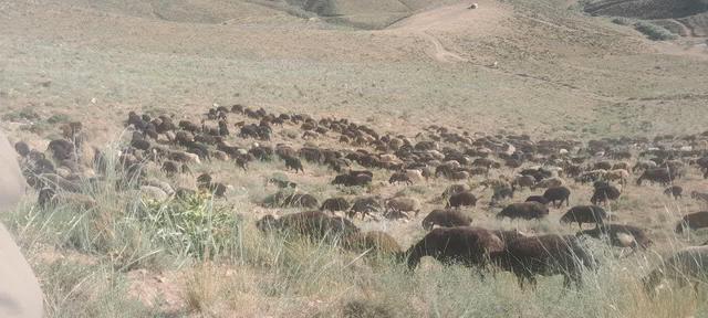 برخورد قاطع با چرای غیرمجاز در ساوه؛ ۴۰۰ راس دام از مراتع ملی اخراج شد