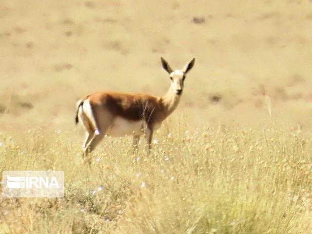 برنامه‌های آبرسانی به حیات‌وحش اصفهان با هدف مقابله با خشکسالی تشدید می‌شود