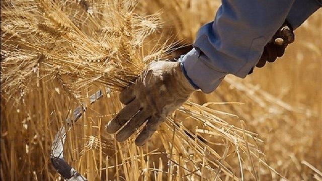 آغاز خرید تضمینی - مباشرتی گندم توسط شبکه تعاون روستایی آذربایجان غربی
