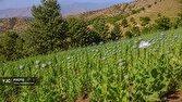 گذار از کشت ممنوعه به اقتصاد سبز با کشت‌های جایگزین سودآور